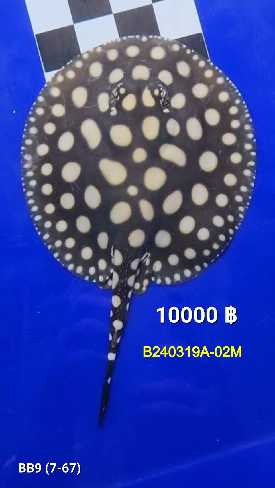 Black Diamond Freshwater Stingray Male.(B240319A-02M)