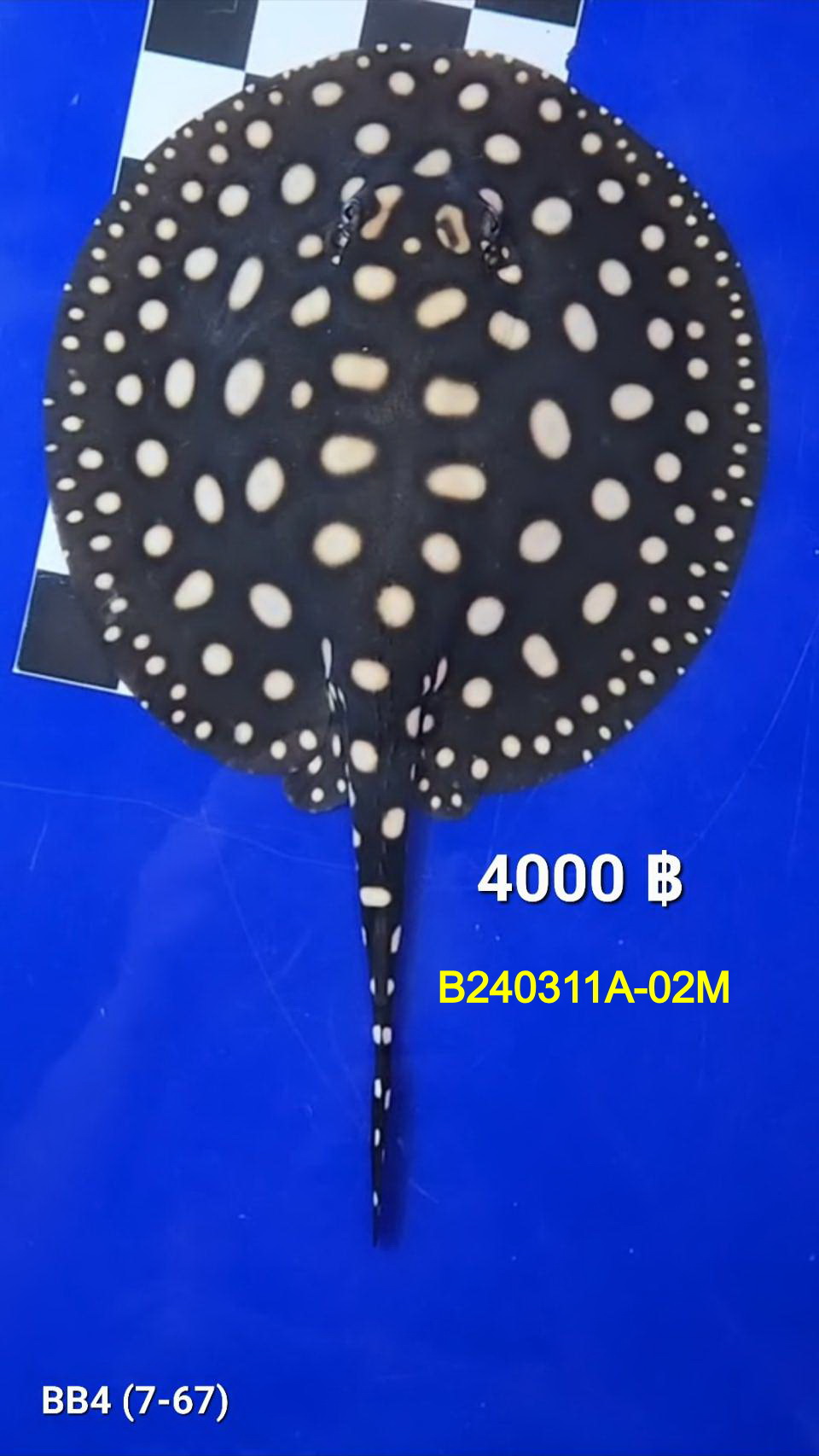 Black Diamond Freshwater Stingray Male.