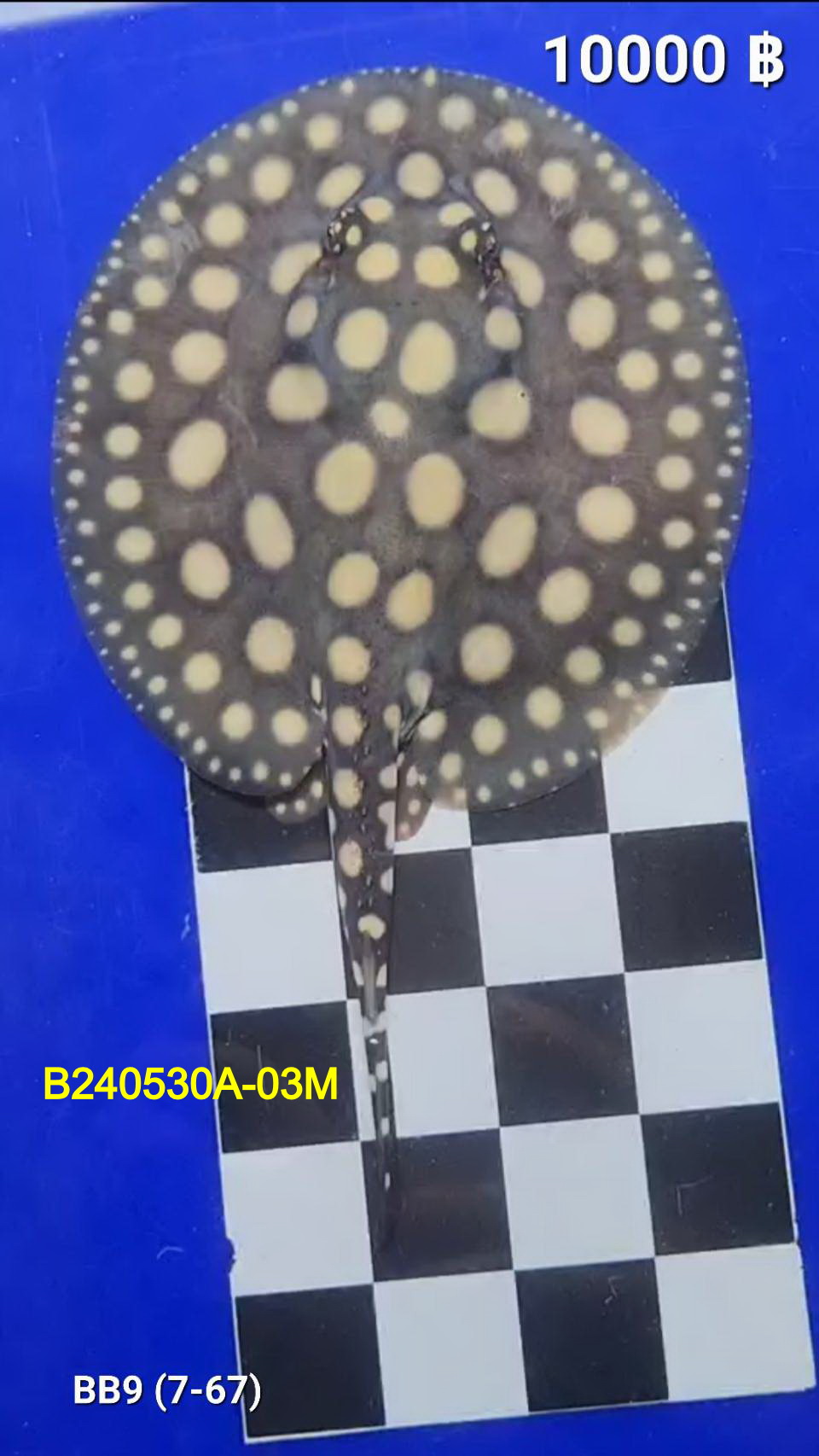 Black Diamond Freshwater Stingray Male.(B240530A-03M)