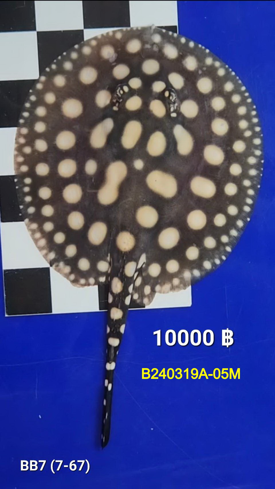 Black Diamond Freshwater Stingray Male.