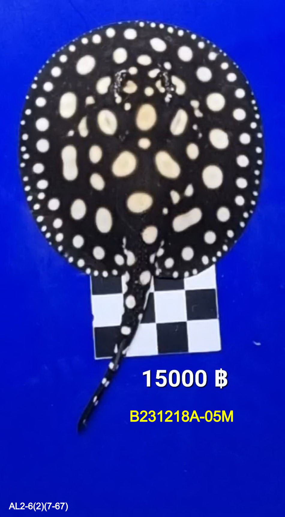 Black Diamond Freshwater Stingray Male.(B231218A-05M)