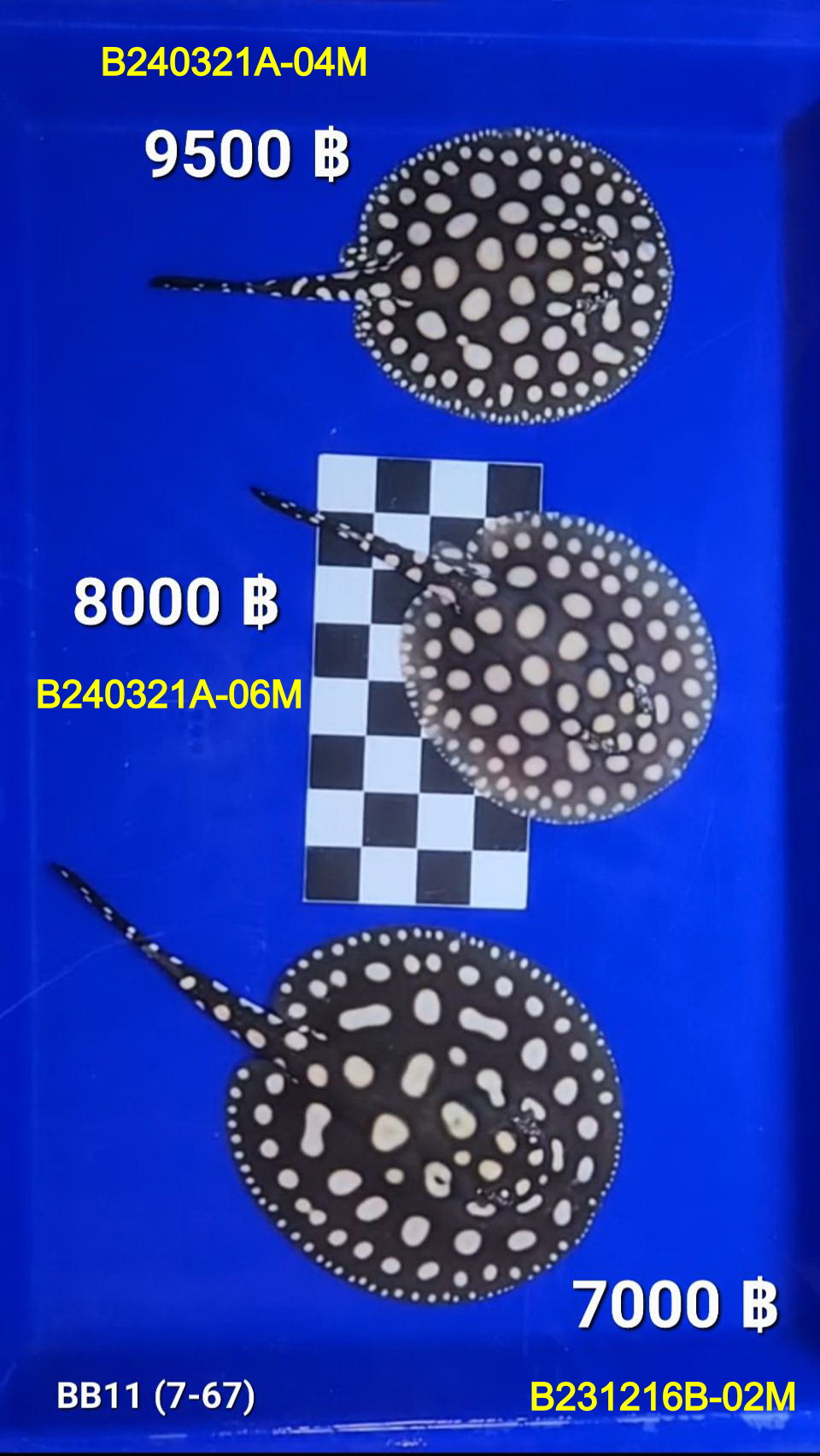 Black Diamond Freshwater Stingray Male.(B240321A-04M)