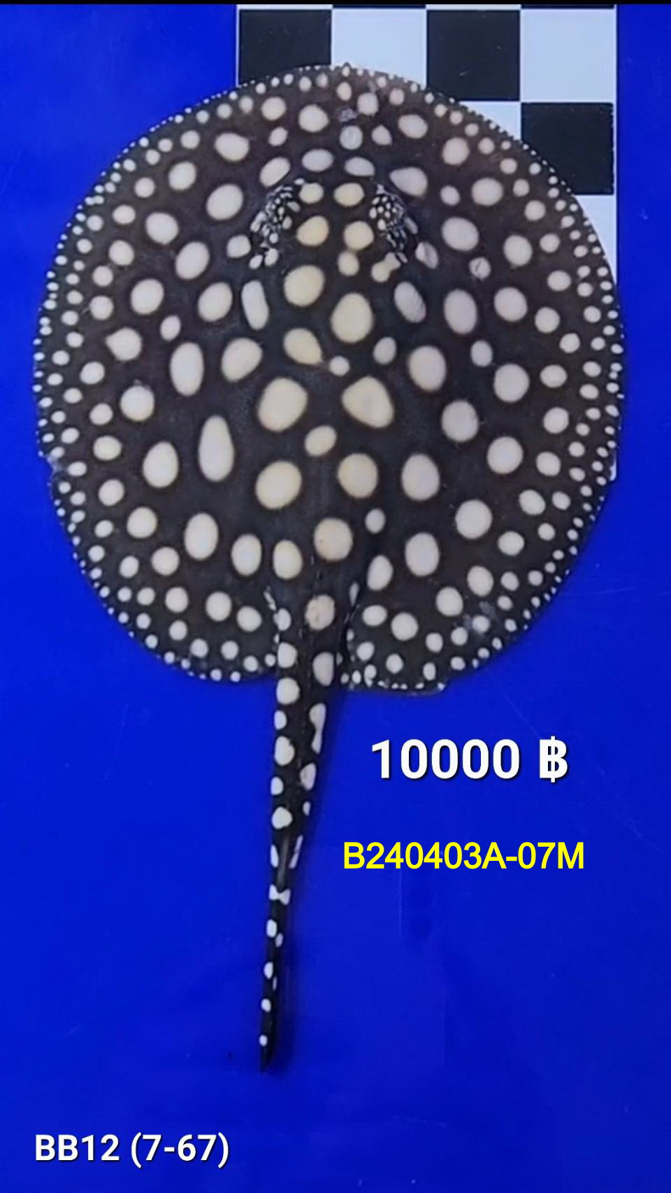 Black Diamond Freshwater Stingray Male.(B240403A-07M)