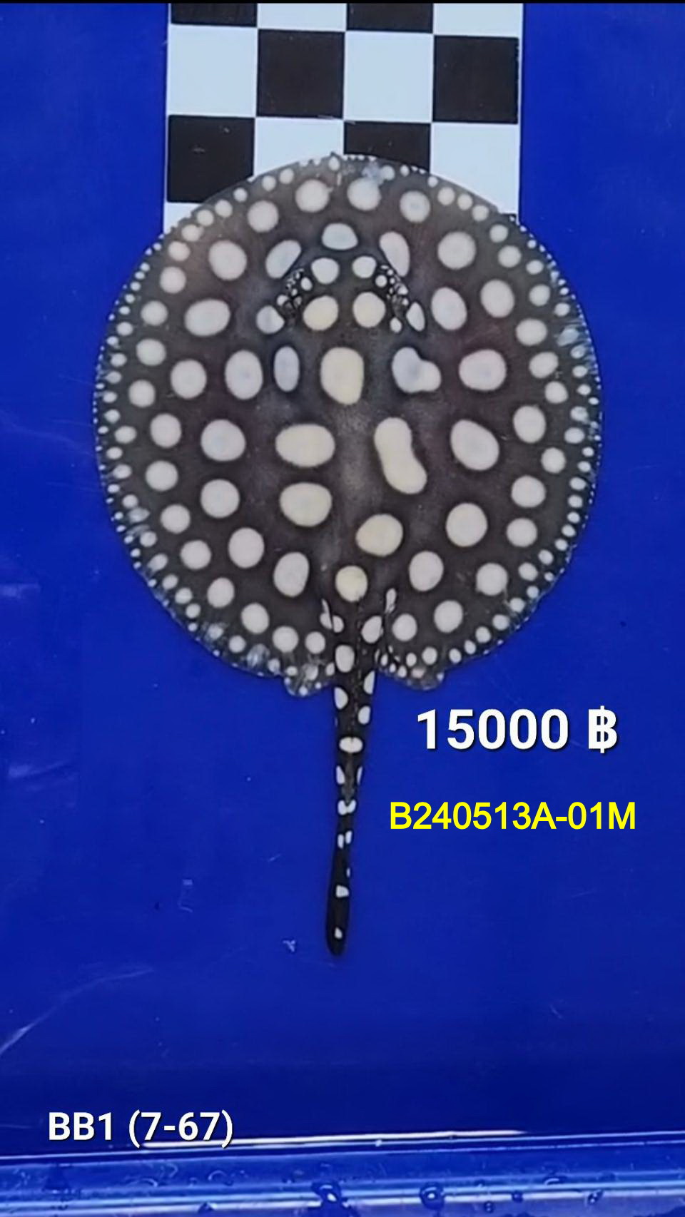 Black Diamond Freshwater Stingray Male.(B240513A-01M)