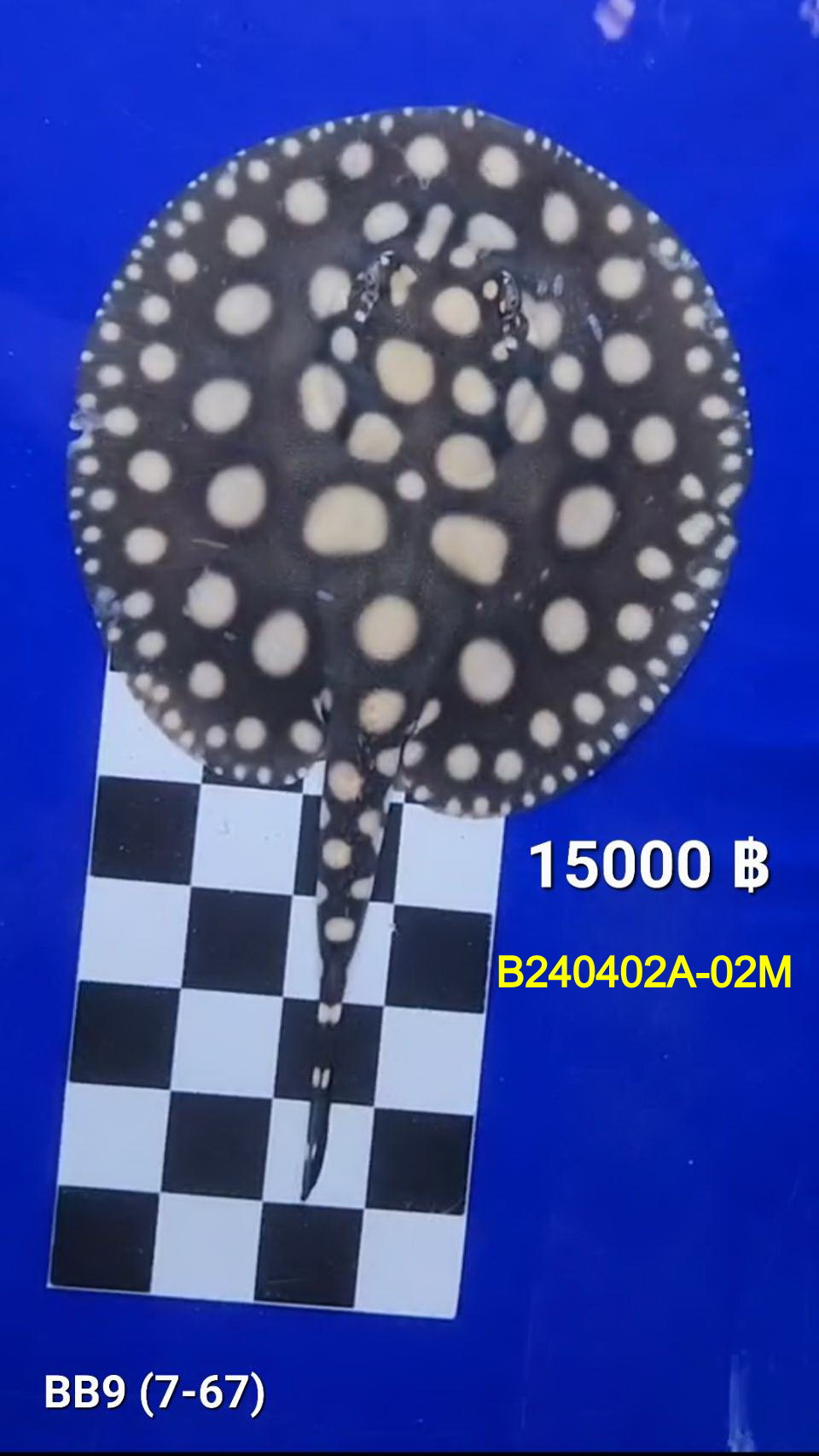 Black Diamond Freshwater Stingray Male.(B240402A-02M)