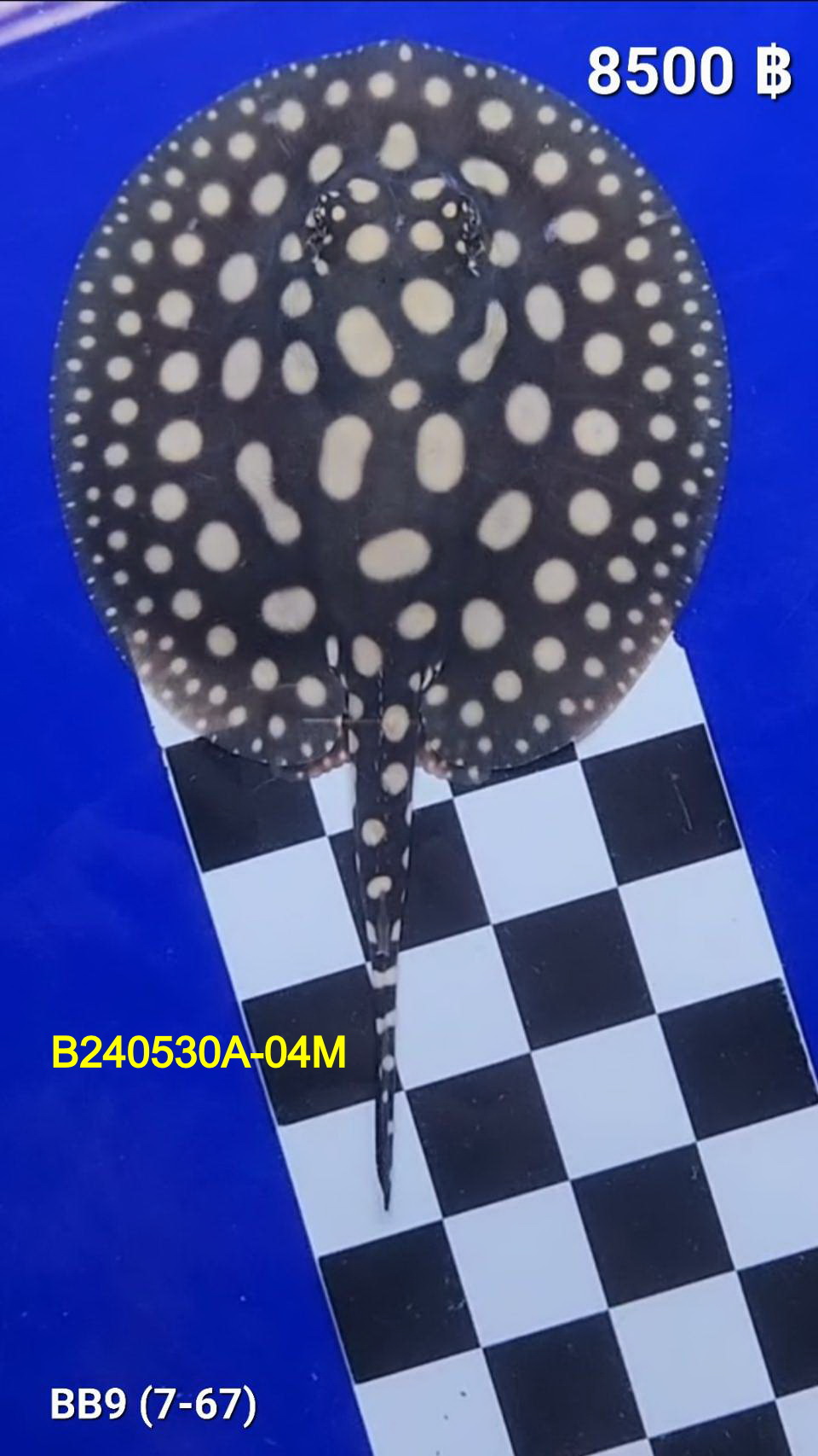 Black Diamond Freshwater Stingray Male.(B240530A-04M)