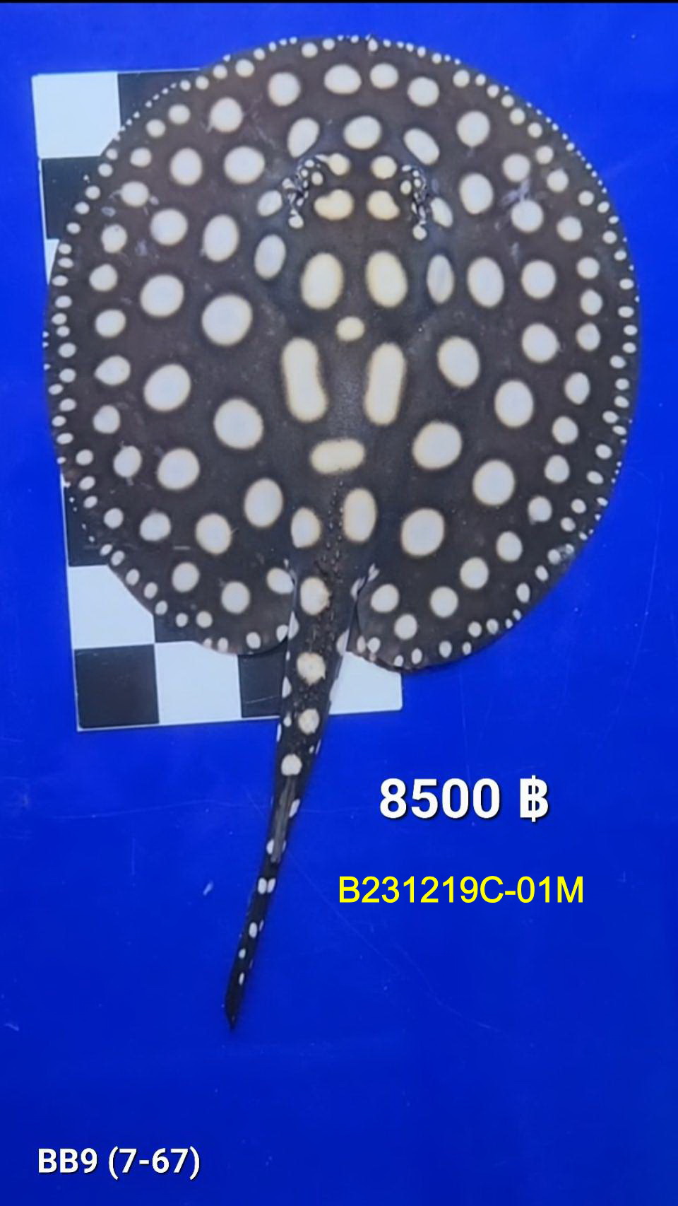 Black Diamond Freshwater Stingray Male.(B231219C-01M)