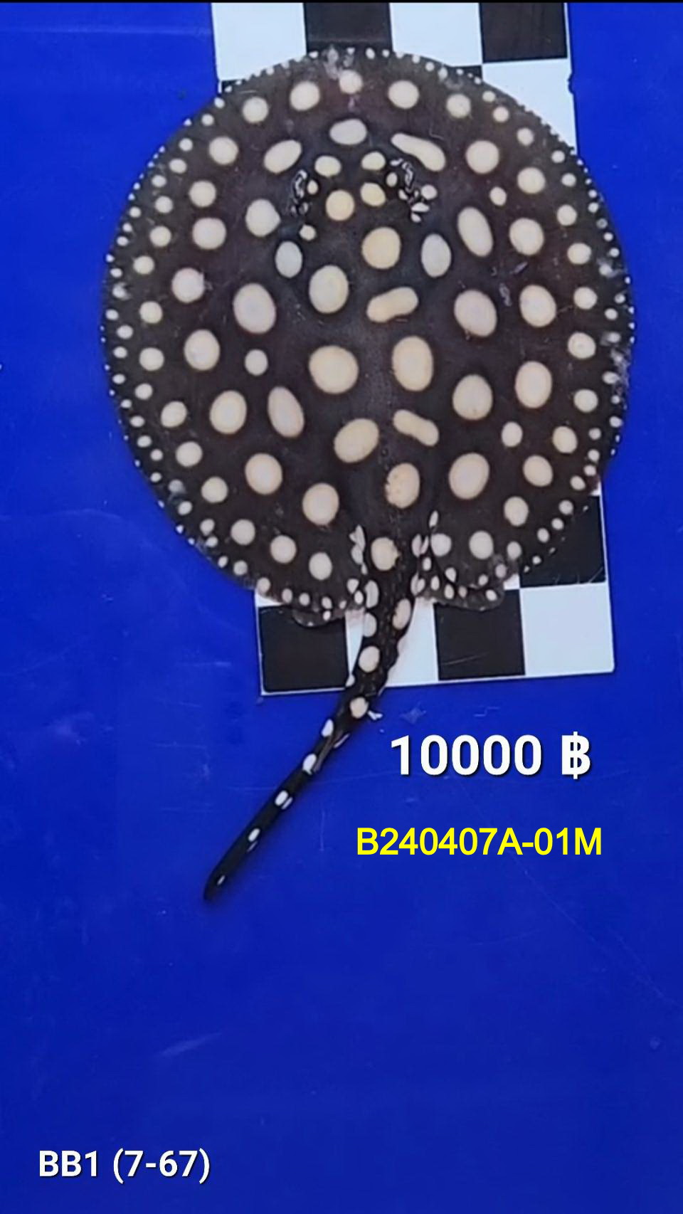 Black Diamond Freshwater Stingray Male.(B240407A-01M)