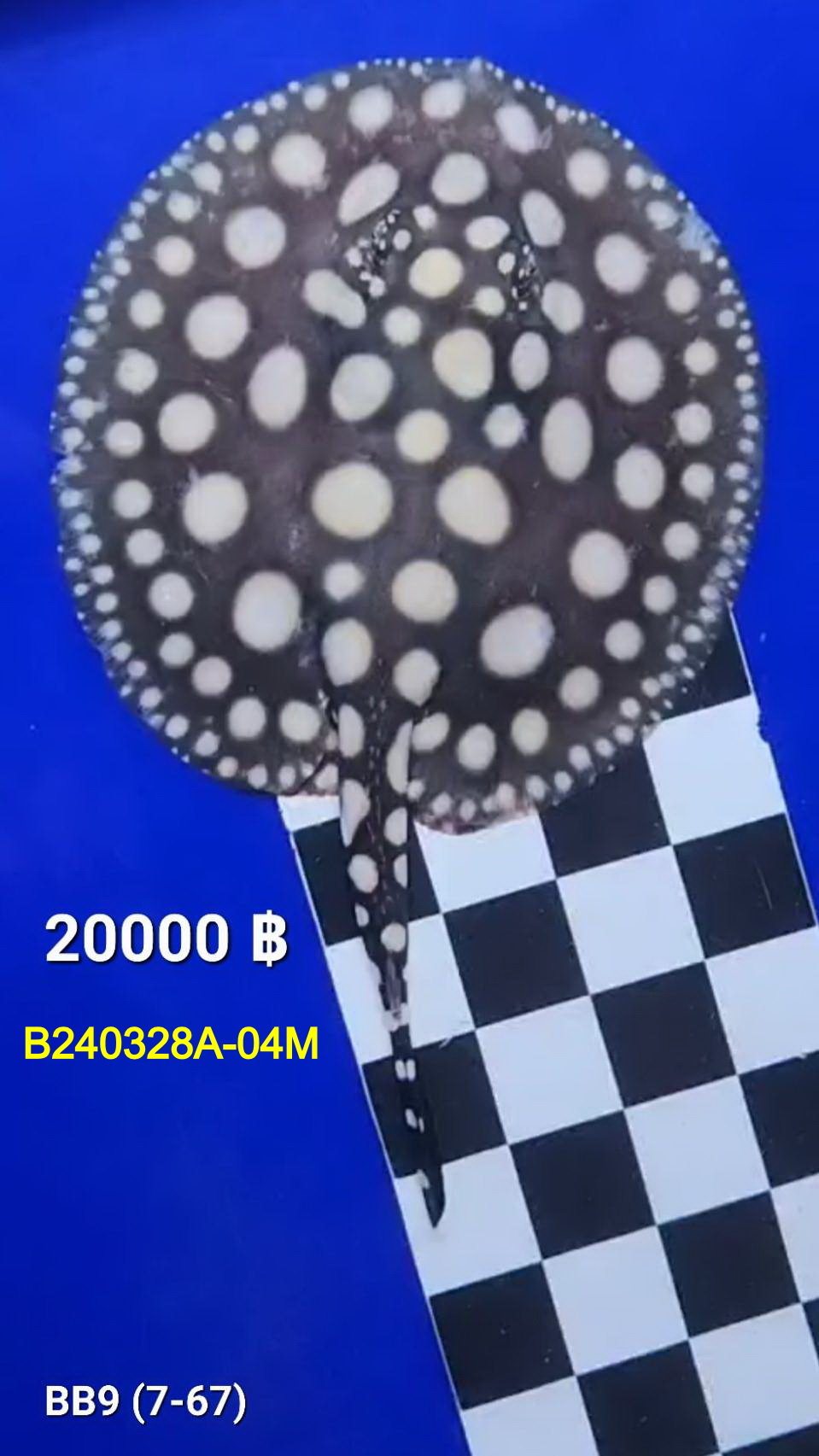 Black Diamond Freshwater Stingray Male.(B240328A-04M)