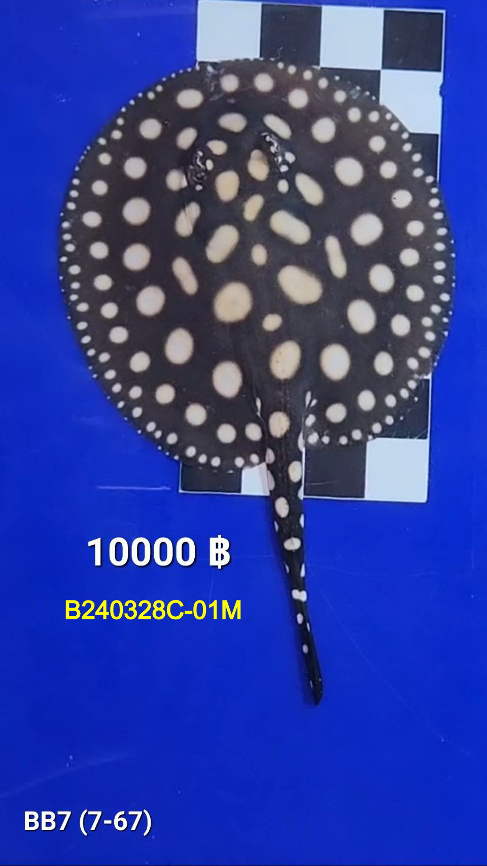 Black Diamond Freshwater Stingray Male.