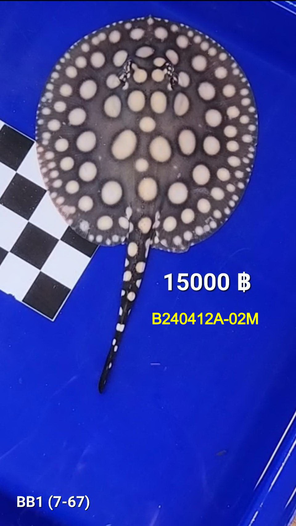 Black Diamond Freshwater Stingray Male.(B240412A-02M)