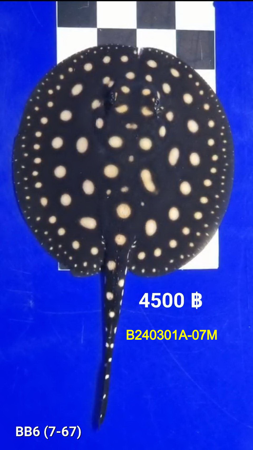 Black Diamond Freshwater Stingray Male.