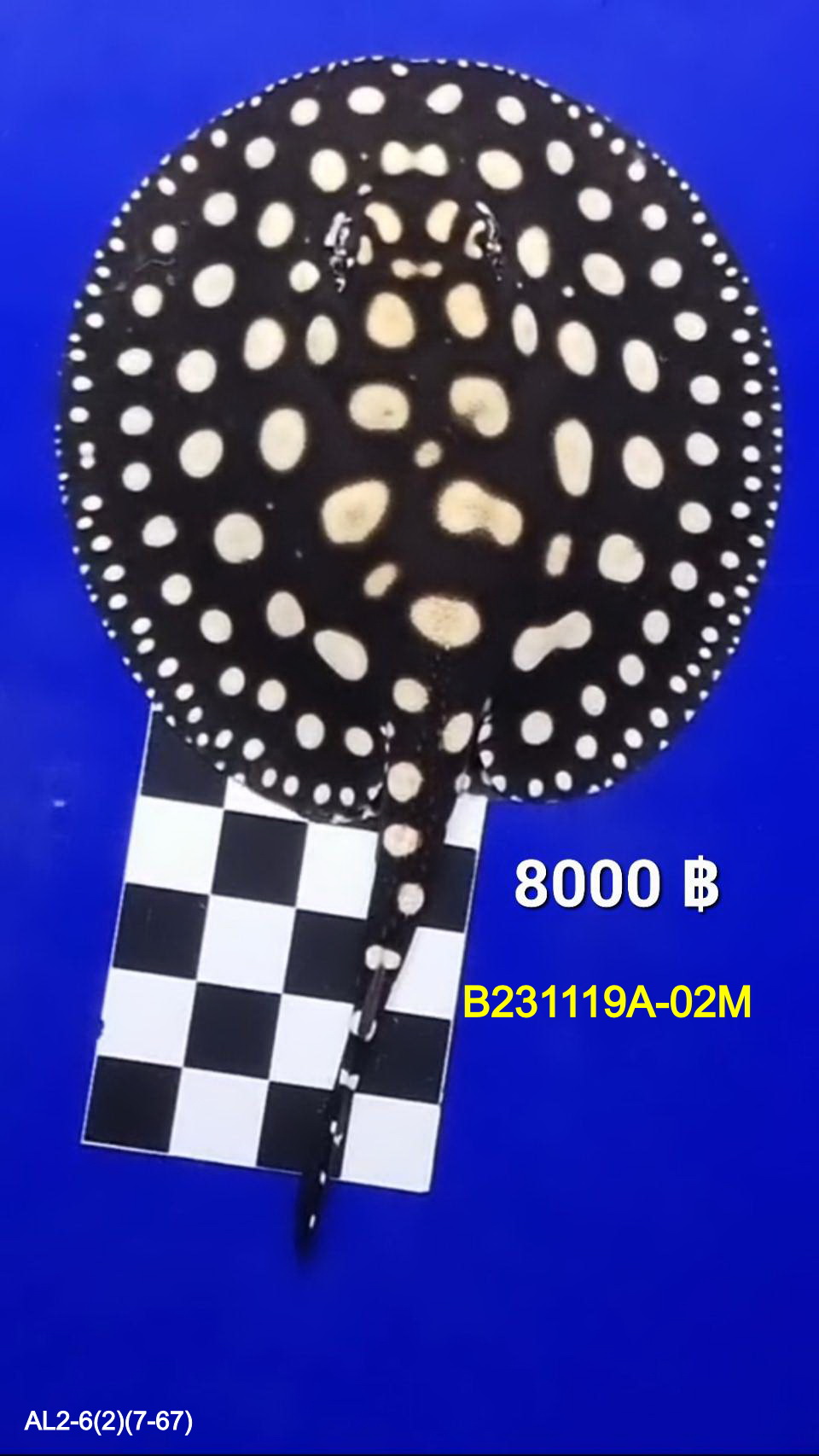 Black Diamond Freshwater Stingray Male.(B231119A-02M)