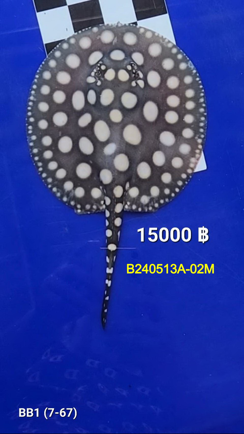 Black Diamond Freshwater Stingray Male.(B240513A-02M)