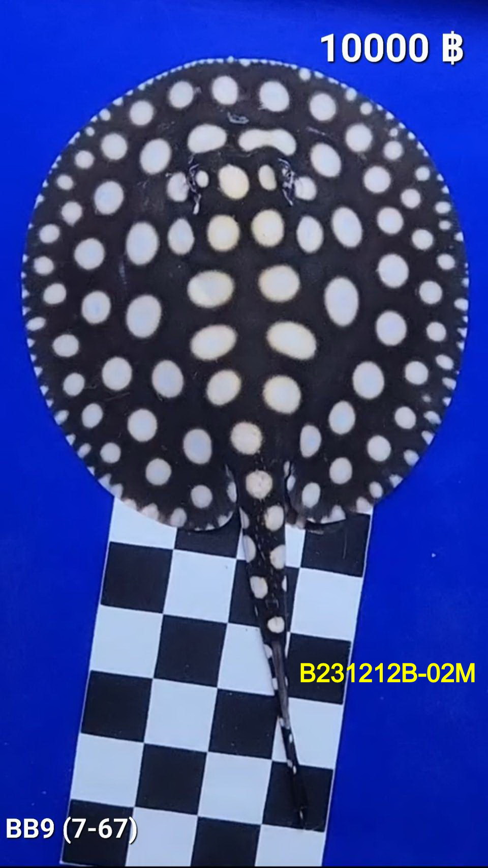 Black Diamond Freshwater Stingray Male.( B231212B-02M)