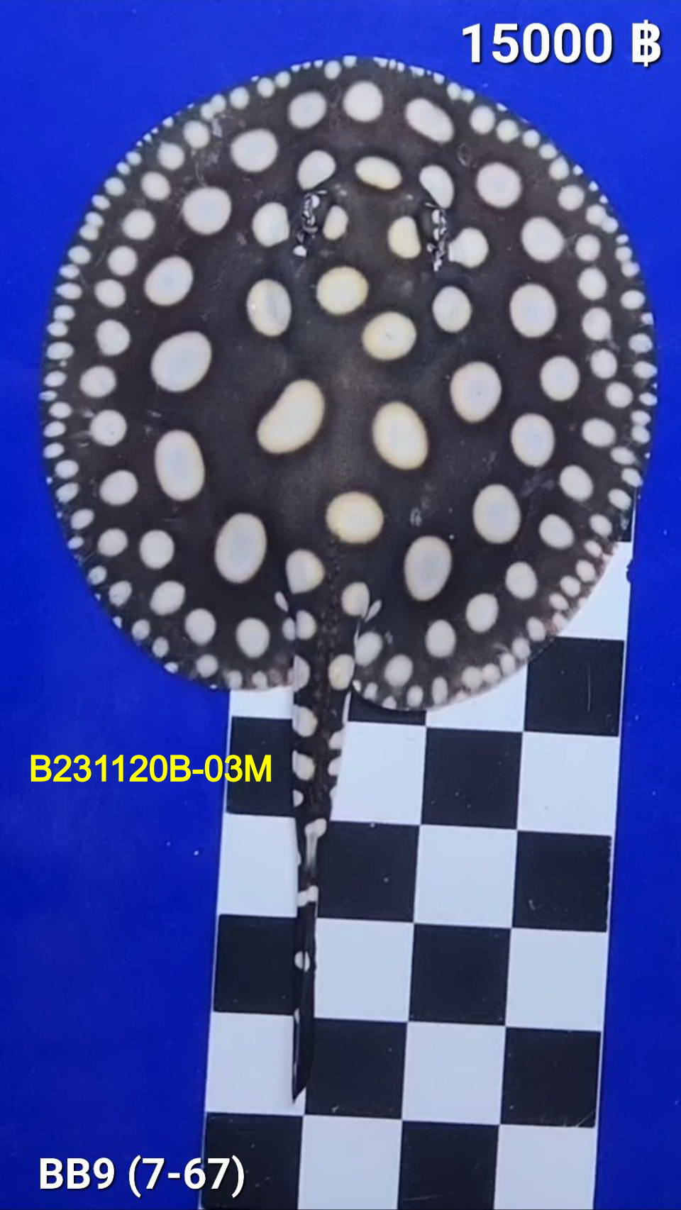 Black Diamond Freshwater Stingray Male.(B231120B-03M)