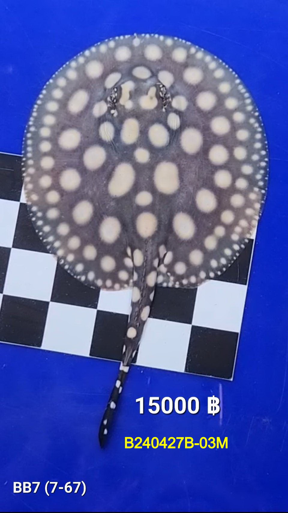 Black Diamond Freshwater Stingray Male.