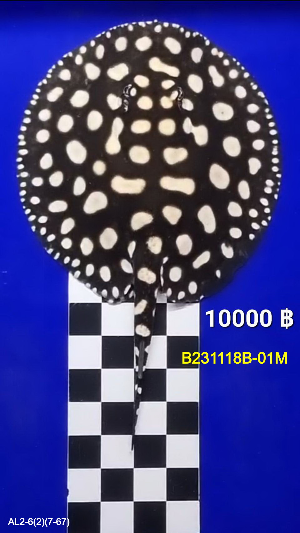 Black Diamond Freshwater Stingray Male.(B231118B-01M)