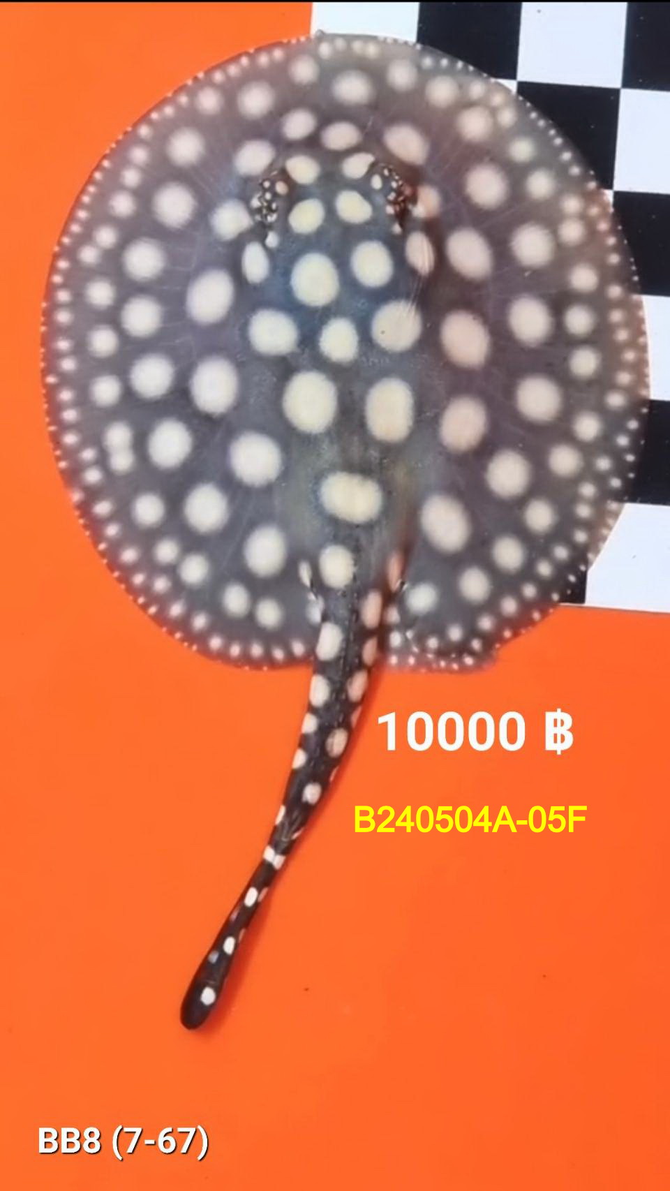 Black Diamond Freshwater Stingray Female.